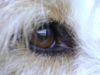 Hundebetreuung Wien / Das Auge unserer Hunde - Augen sind Sinnesorgane, die Lichtreize aufnehmen, in elektrische Signale umwandeln und an das Gehirn weiterleiten. Das Sehorgan des Hundes ist auf die speziellen Anforderungen eines Jägers abgestimmt, der schnell und auch bei schlechten Lichtverhältnissen bewegte Objekte wahrnehmen muss.