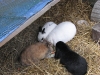 Kaninchenfamilie Emilie/Marie/Peppino/Felix